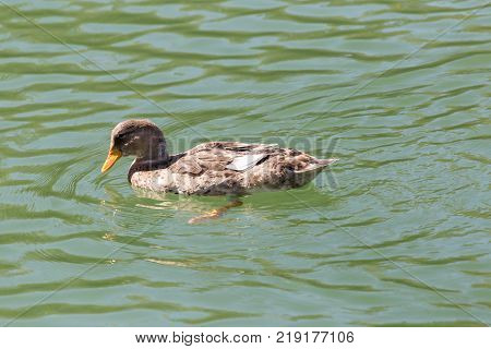 duck on the lake in the nature .