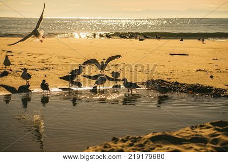 Group of Seagulls Playing on a Golden Sandy Beach, Early in the Morning
