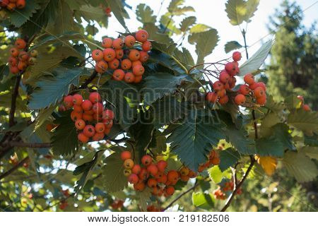Orange fruits of whitebeam in early autumn