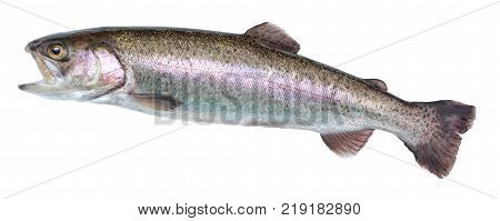 Fish rainbow trout jumping out of the water isolated on a white background