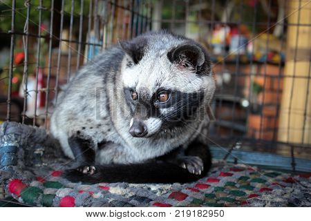 Cute palm civet in Da Lat, Vietnam