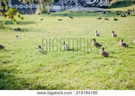 Fock of ducks walking on the grass.