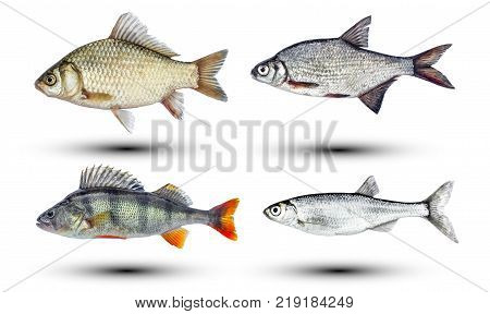 set of River fish isolated on white background