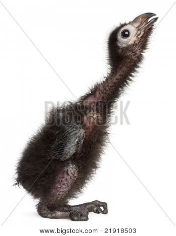 ของรอสส์ Turaco, Musophaga rossae, 1 สัปดาห์เก่า หน้าพื้นหลังสีขาว