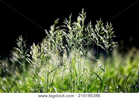Green grass in counterlight. Beautiful bokeh. Summer sunset landscape.