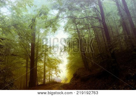 A gentle fog deep in the woods on a sunny day