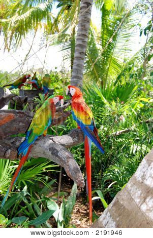 Guacamayas