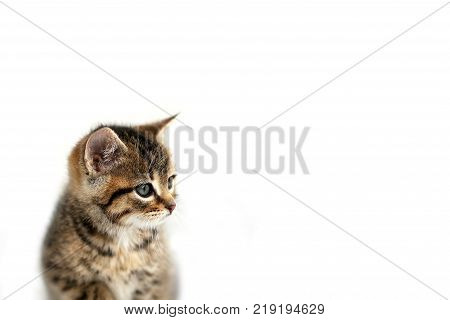 A fuzzy grey Domestic Horthair Taby Cat kitten with black stripes is sitting in the snow on a winter day with a white background for copy-space.