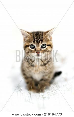 A fuzzy grey Domestic Horthair Taby Cat kitten with black stripes is sitting in the snow on a winter day with a white background for copy-space.