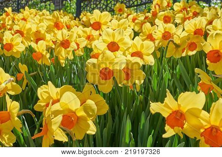 Bright vivid yellow daffodils flowers blooming on sunlit spring meadow against serene blue sky