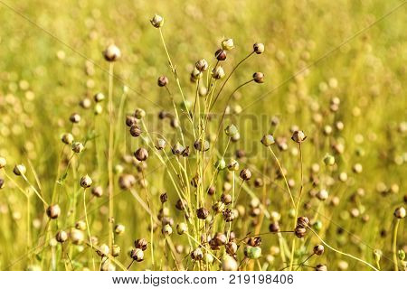flax field in summer close up photo