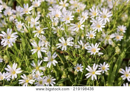 white flowers in forest , close up photo
