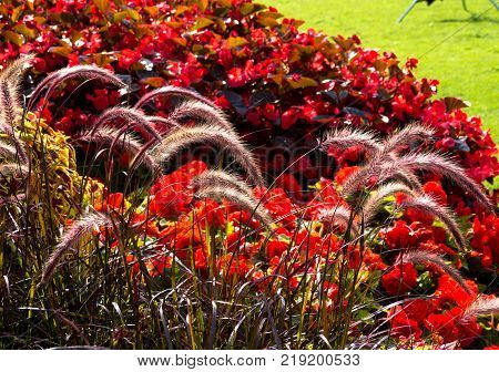 Red Flower sity design in park, Stockholm