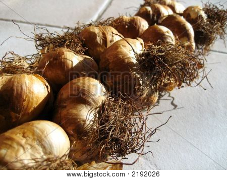 Garlic1