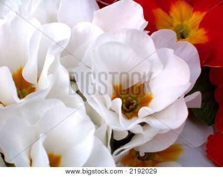 Primrose1