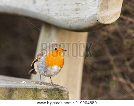 European robin, Erithacus rubecula, resting on a bench in Kristiansand, Norway