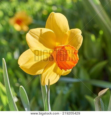 One yellow narcissus at blurred green background in garden at sunny day