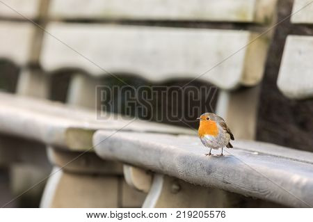 European robin, Erithacus rubecula, resting on a bench in Kristiansand, Norway