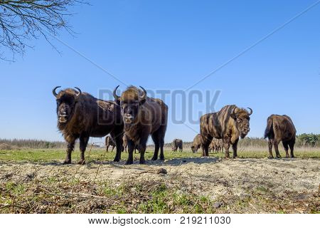 a wisent The European bison stands in the natural park of the Maashorst Netherlands