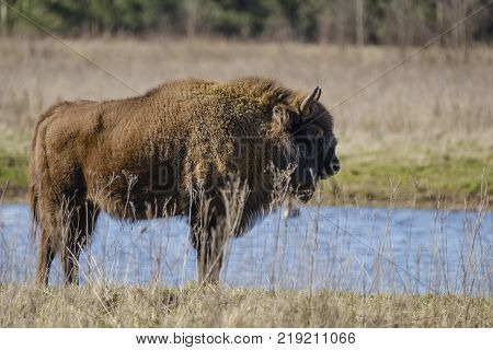 a wisent The European bison stands in the natural park of the Maashorst Netherlands
