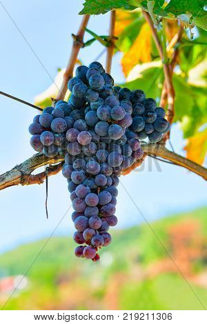 Grapes on tree in the garden in Agerola Tyrrhenian sea Amalfi coast Italy