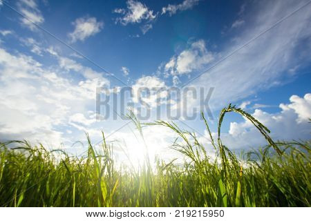 Paddy field with sunrise in Sungai Besar.