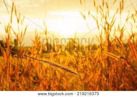 Desho grass Pennisetum pedicellatum at sunset time. Beautiful grass flower. background grass flower and orange light floral background.