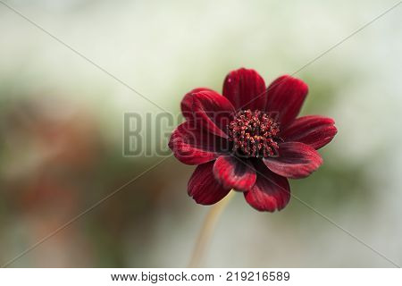 Single Chocolate Cosmos Small Red Brown Flower
