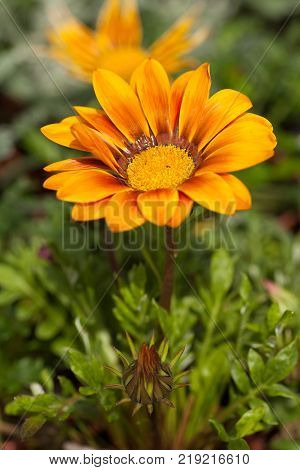 Gazania Gazoo Bright Orange & Yellow Daisy Flower
