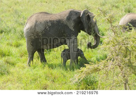 African Elephant  potecting her young (scientific name: Loxodonta africana, or 