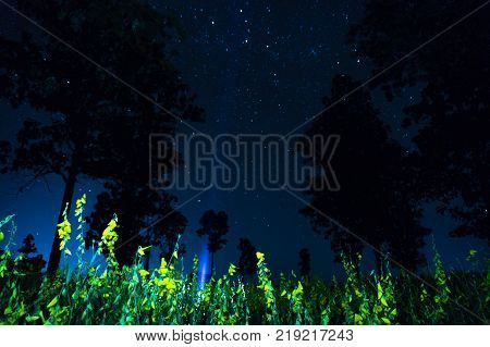 sunhemp flower at night with full sky.