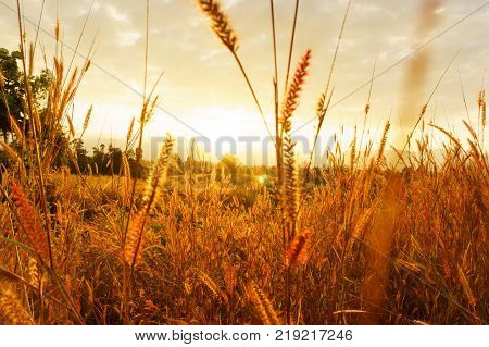 Desho grass Pennisetum pedicellatum at sunset time. Beautiful grass flower. background grass flower and orange light floral background.