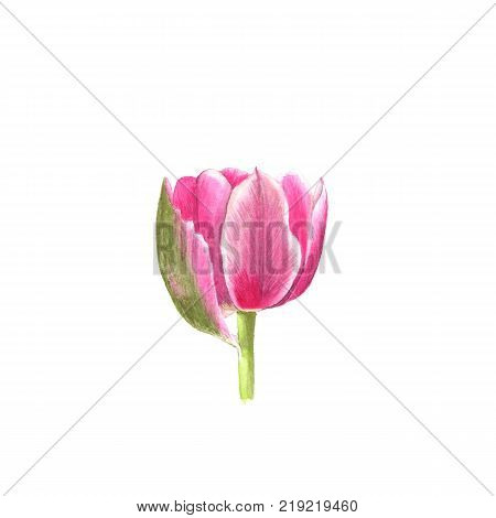 Pink tulip watercolor isolated on white background.