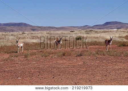 Alpine, USA, 2017.10.29: Some pronghorn bucks near Alpine in the USA.