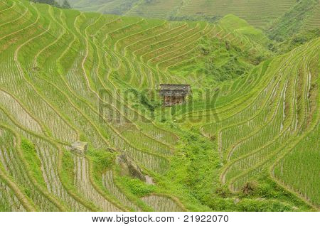 Rice Field