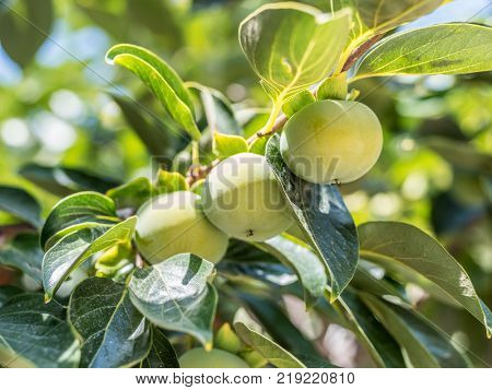 Persimmon fruits among green leaves on the tree.