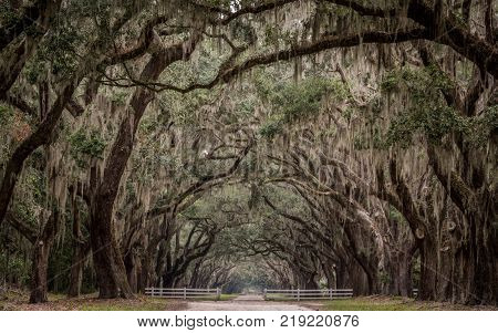 Historic Site with Long Tunnel of Live Oak Trees