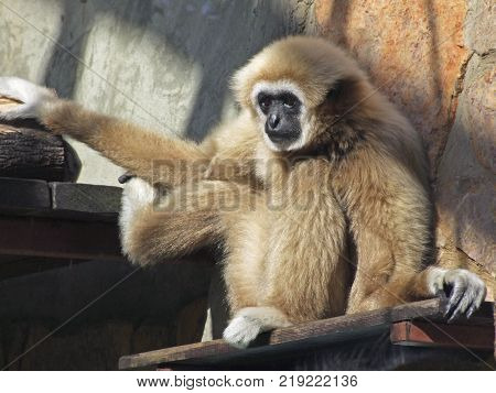 Adult male lar gibbon ape, Hylobates lar, is A monkey has black snout and brown hair.