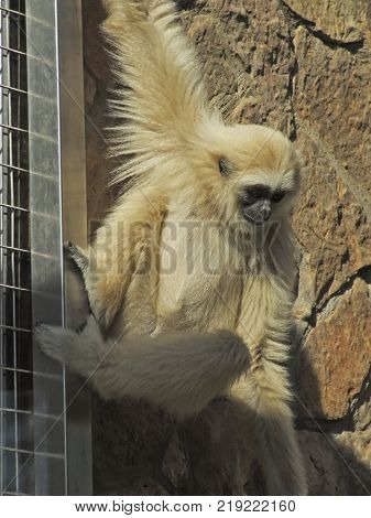 A lar gibbon ape, Hylobates lar, is in a zoo is hanging down from bars holding with a hand. A monkey has black snout and light brown hair.