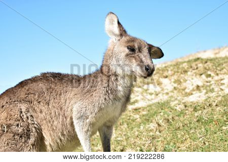 A kangaroo resting at the beach in Australia