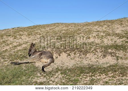 A kangaroo resting at the beach in Australia