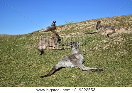 Four kangaroos lazing about at the beach
