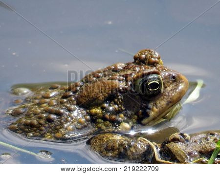 Frog on the Oakbank Pond in Thornhill Canada April 28 2017