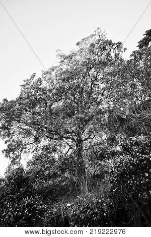 A black and white tree on a cliff