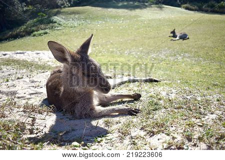 A kangaroo relaxing on the beach in Australia