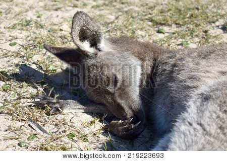 A kangaroo relaxing at the beach in Australia