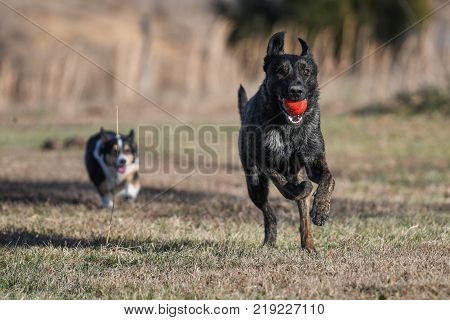 Dutch Shepherd dog runs with a toy and a corgi is blurred in background chasing.