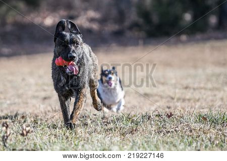 Dutch Shepherd dog runs with a toy and a corgi is blurred in background chasing.