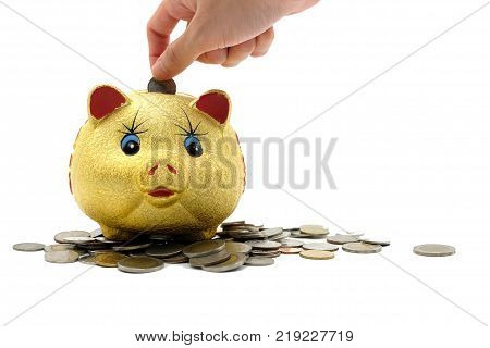 saving money in gold piggy bank on white background.