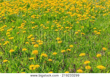 Fantastic field of yellow dandelions. Spring or summer background. Latvia